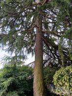 Gratis, Tuin en Terras, 6 m³ of meer, Ophalen, Stammen