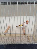 Major putters, distelvinken poppen isabel 2025., Vrouwelijk, Wildzangvogel, Geringd