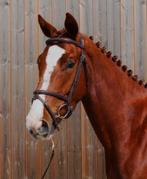 Leuke 9 jarige ruin, Dieren en Toebehoren, Paarden, Gechipt, Ruin, 7 tot 10 jaar, 160 tot 165 cm