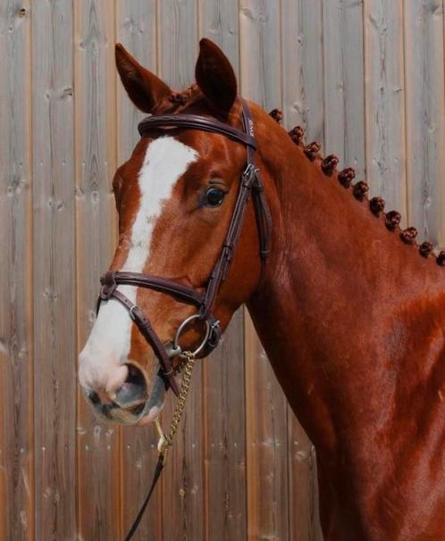 Leuke 9 jarige ruin, Dieren en Toebehoren, Paarden, Ruin, 160 tot 165 cm, 7 tot 10 jaar, Recreatiepaard, Met stamboom, Gechipt