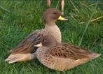 GEZOCHT: Kuikens verschillende siereenden, Dieren en Toebehoren, Pluimvee, Meerdere dieren, Eend