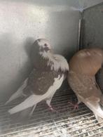 Kroppers duiven, Meerdere dieren, Kropper