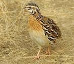 Europese kwartels, Meerdere dieren, Wildzangvogel, Geringd