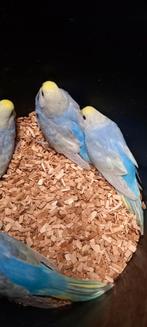 Regenbogen grasparkieten, Dieren en Toebehoren