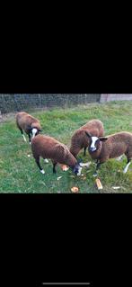 Zwartbles ooien, Dieren en Toebehoren, Vrouwelijk, Schaap, 0 tot 2 jaar