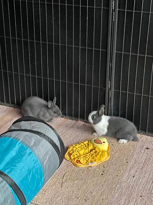 2 dwergkonijnen, Dieren en Toebehoren, Konijnen, Meerdere dieren, 0 tot 2 jaar