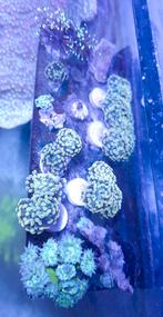 Euphyllia golden nugget, Dieren en Toebehoren, Vissen | Aquariumvissen, Zoutwatervis