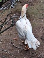Parrot beak aseel, Meerdere dieren, Kip