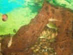 Ancistrus l144, Dieren en Toebehoren, Vissen | Aquariumvissen