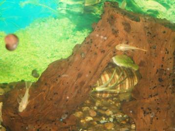 Ancistrus l144