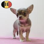Kleine Chihuahua's - Belgische pups te koop, Dieren en Toebehoren, België, Handelaar, CDV (hondenziekte), 8 tot 15 weken