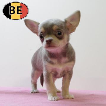 Kleine Chihuahua's - Belgische pups te koop beschikbaar voor biedingen