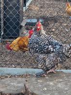 Mechelse koekoek koppel, Dieren en Toebehoren
