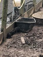 Mini gottingervarkens, Dieren en Toebehoren