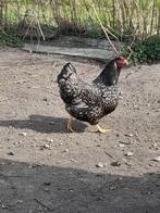 kuikens barnevelder, Dieren en Toebehoren, Pluimvee