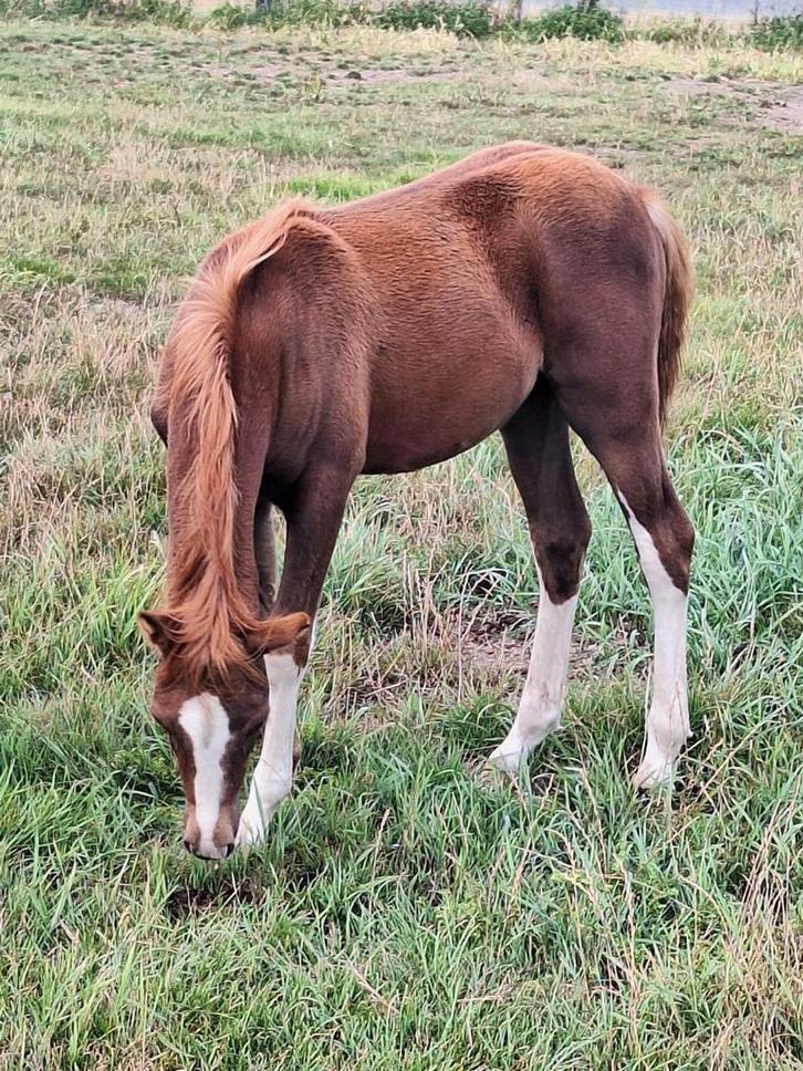 Heel mooi welsh sectie B hengstveulen, Dieren en Toebehoren, Paarden, Hengst, Onbeleerd, Minder dan 160 cm, 0 tot 2 jaar, Met stamboom