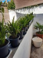 Palmboompjes - Palmbomen - Palmboom - Trachicarpus Fortunei, Tuin en Terras, Ophalen