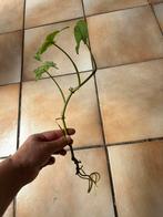 Syngonium mottled mojito, Huis en Inrichting, Kamerplanten, Ophalen