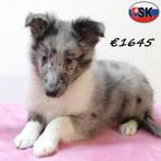 Sheltie - pups te koop, Dieren en Toebehoren, Honden | Herdershonden en Veedrijvers, 15 weken tot 1 jaar, Buitenland, CDV (hondenziekte)