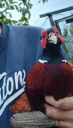 Fazant haan, Mannelijk, Wildzangvogel