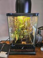 Terrarium exo terra 20x20x35, Dieren en Toebehoren, Ophalen, Zo goed als nieuw