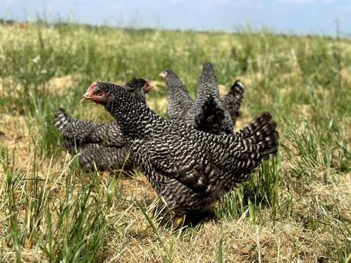 Goed leggende tamme koekoek kippen, gesekst en ingeënt, Dieren en Toebehoren, Pluimvee, Kip, Vrouwelijk
