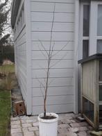 Plataan, Tuin en Terras, Ophalen, Overige soorten, 100 tot 250 cm