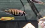 Pundamilia Neyererei victoria cichlide (kan bij malawi), Dieren en Toebehoren, Vis, Zoetwatervis