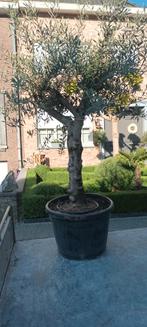 ‼️olijfbomen olea europaea aan promoprijzen ‼️, Tuin en Terras, Ophalen
