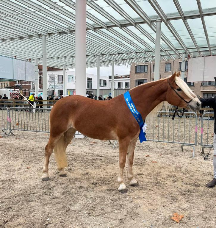 Haflinger Elite merrie!, Dieren en Toebehoren, Paarden, Merrie