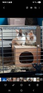 Groot buitenhok met toebehoren 6m breed 50cm diep, Animaux & Accessoires, Rongeurs, Août, Autres types