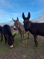 Wie is er op zoek naar 7 lieve merrie ezels ?, Dieren en Toebehoren, Januari, Vrouwelijk