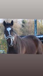 Te koop: meerdere paarden, Dieren en Toebehoren, Paarden, Merrie, M