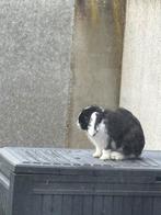 Lapin belier, Enlèvement