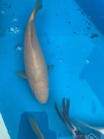 Chagoi 30cm, Dieren en Toebehoren, Vissen | Vijvervissen, Karper of Koi