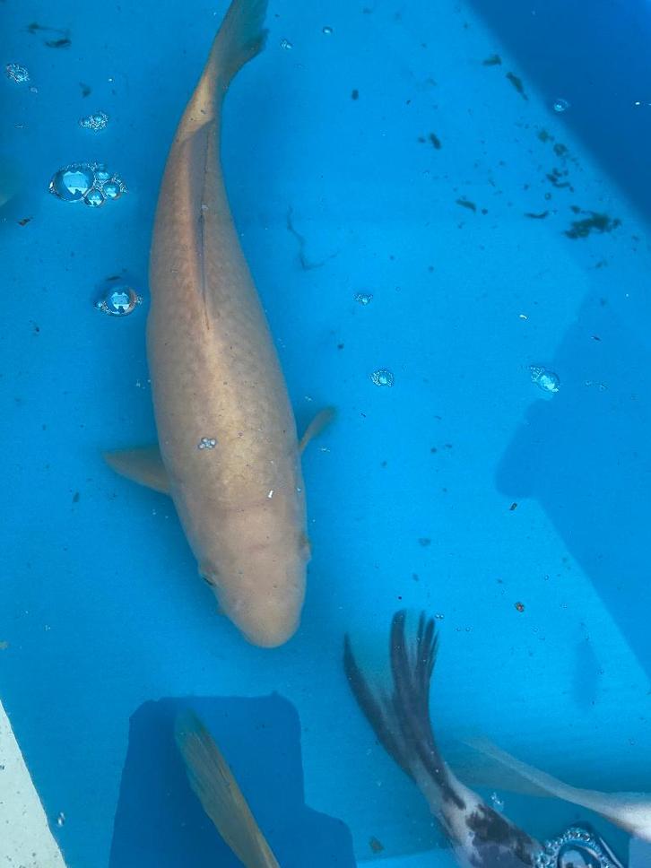 Chagoi 30cm, Dieren en Toebehoren, Vissen | Vijvervissen, Karper of Koi