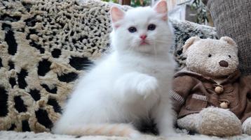 Ontdek deze charmante Ragdoll-kater met saffier blauw ogen beschikbaar voor biedingen