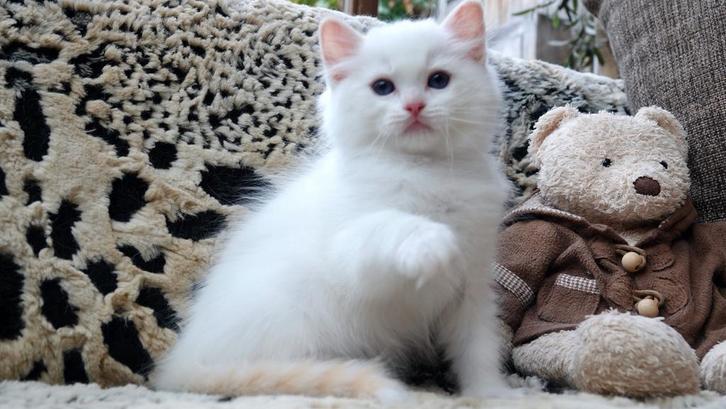 Ontdek deze charmante Ragdoll-kater met saffier blauw ogen, Dieren en Toebehoren, Katten en Kittens | Raskatten | Langhaar, Kater