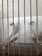 Witte kanaries, Dieren en Toebehoren, Meerdere dieren, Kleurkanarie