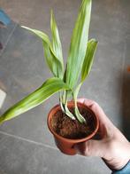 coelogyne fuliginosa orchidee, Ophalen of Verzenden