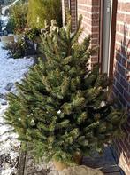 Kerstboom met kuit, Tuin en Terras, Bloeit niet, Overige soorten, 100 tot 250 cm, Ophalen