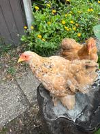 2 cochin hennen, Dieren en Toebehoren