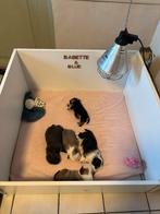 Werpkist gebruikt voor onze retro mops puppy ‘s, Ophalen, Zo goed als nieuw