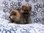 Pomeriaan dwergkeesje pups, Dieren en Toebehoren, België, Keeshond, CDV (hondenziekte), 8 tot 15 weken