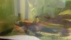 Gros poisson, Vis, Zoetwatervis