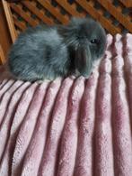 konijntjes ndh x teddy widder, Dieren en Toebehoren, Konijnen, Klein, Hangoor, 0 tot 2 jaar