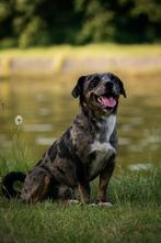 Jack russell dekreu (odin), Dieren en Toebehoren, Honden | Jack Russells en Terriërs, België, Particulier, Jack Russell Terriër
