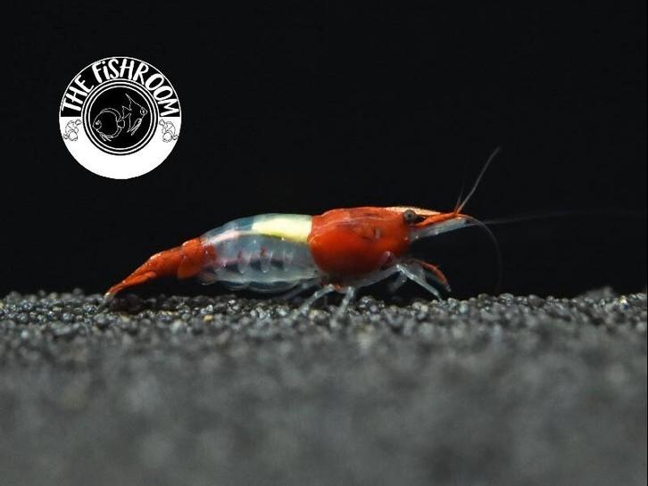 Neocaridina redenen rilli, Dieren en Toebehoren, Vissen | Aquariumvissen