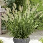 Little Bunny - laagblijvend siergras voor tuin, Ophalen
