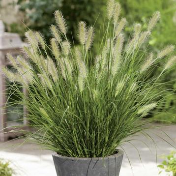 Little Bunny - laagblijvend siergras voor tuin beschikbaar voor biedingen